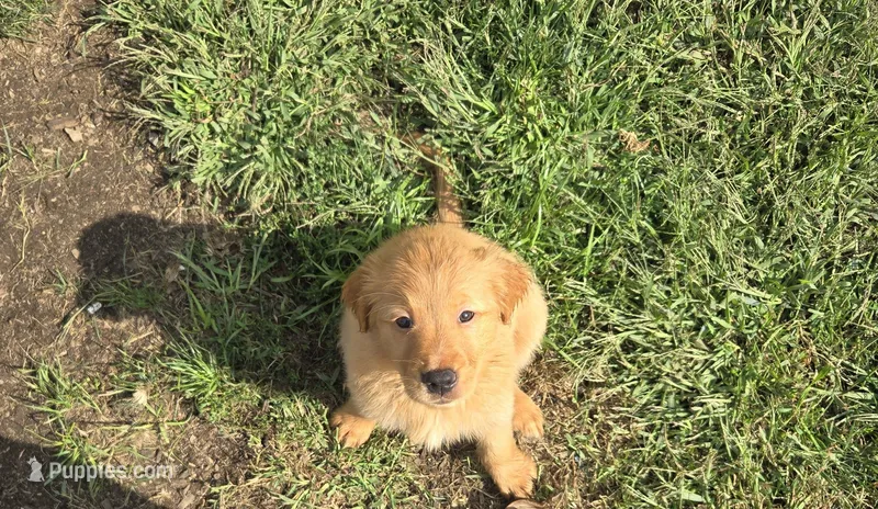 Sheridan – Golden Retriever puppy for sale in Augusta, WI