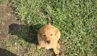 Sheridan, a female Golden Retriever for sale in Augusta, WI – 1 of 1