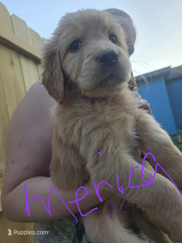 Merica – Golden Retriever puppy for sale in Augusta, WI
