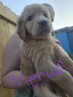 Merica, a female Golden Retriever for sale in Augusta, WI – 1 of 1