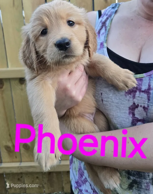 Phoenix  – Golden Retriever puppy for sale in Augusta, WI