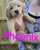 Phoenix , a female Golden Retriever for sale in Augusta, WI – 1 of 1