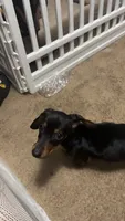 Maisie, a female Miniature Dachshund for sale in Charlotte, NC – 2 of 3