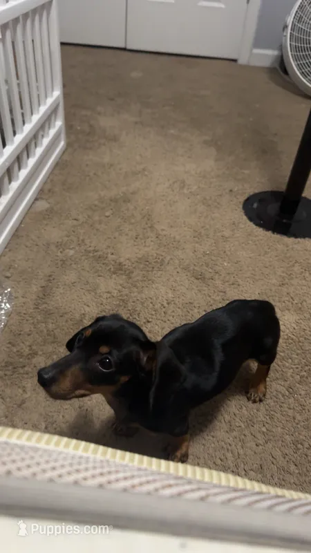 Maisie – Miniature Dachshund puppy for sale in Charlotte, NC
