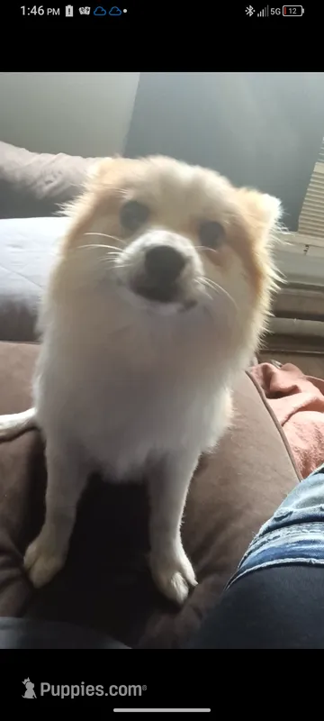 Eskobar – Pomeranian puppy for sale in Columbus, OH