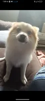 Eskobar, a male Pomeranian for sale in Columbus, OH – 1 of 6