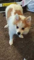 Eskobar, a male Pomeranian for sale in Columbus, OH – 4 of 6