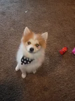 Eskobar, a male Pomeranian for sale in Columbus, OH – 6 of 6