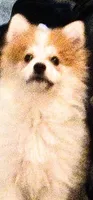 Eskobar, a male Pomeranian for sale in Columbus, OH – 3 of 6