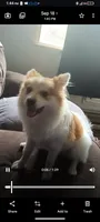 Eskobar, a male Pomeranian for sale in Columbus, OH – 2 of 6