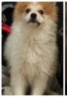 Eskobar, a male Pomeranian for sale in Columbus, OH – 5 of 6