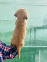 L Mr Gray, a male Golden Retriever for sale in Tallahassee, FL – 5 of 8