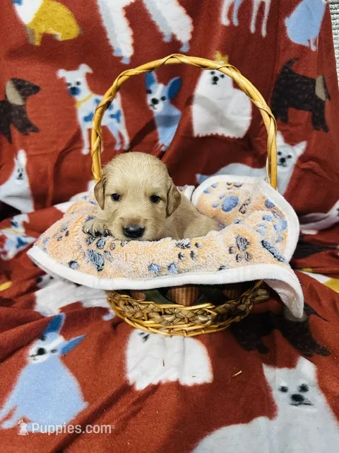 S Mr. Brown – Golden Retriever puppy for sale in Tallahassee, FL