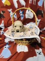 S Mr. Brown, a male Golden Retriever for sale in Tallahassee, FL – 1 of 3