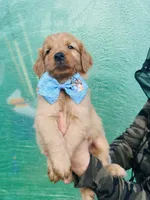 S Mr Camo, a male Golden Retriever for sale in Tallahassee, FL – 2 of 8