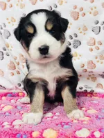 H Miss Black , a female Miniature Australian Shepherd for sale in Tallahassee, FL – 3 of 10