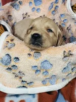 L Mr Yellow, a male Golden Retriever for sale in Tallahassee, FL – 1 of 3