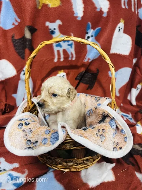 S Mr. Orange – Golden Retriever puppy for sale in Tallahassee, FL