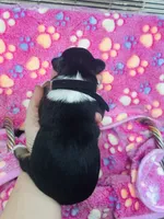 H Miss Black , a female Miniature Australian Shepherd for sale in Tallahassee, FL – 3 of 3