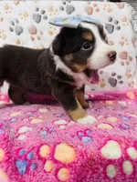 H Miss Brown, a female Miniature Australian Shepherd for sale in Tallahassee, FL – 6 of 9