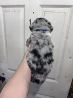 H Mr Blue, a male Miniature Australian Shepherd for sale in Tallahassee, FL – 3 of 10