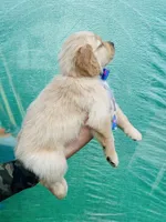 S Mr Red, a male Golden Retriever for sale in Tallahassee, FL – 3 of 7
