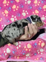 H Miss Purple , a female Miniature Australian Shepherd for sale in Tallahassee, FL – 3 of 4