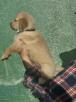 L Mr. Black (Olaf), a male Golden Retriever for sale in Tallahassee, FL – 3 of 7