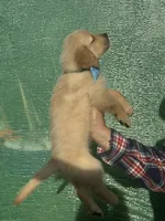 L Mr. Black (Olaf), a male Golden Retriever for sale in Tallahassee, FL – 2 of 7