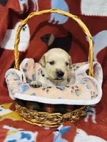 L Mr Brown, a male Golden Retriever for sale in Tallahassee, FL – 3 of 3