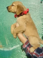 L Miss Pink, a female Golden Retriever for sale in Tallahassee, FL – 2 of 7
