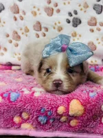 H Miss Lime Green, a female Miniature Australian Shepherd for sale in Tallahassee, FL – 5 of 10