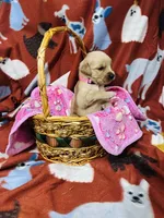 S Miss Pink, a female Golden Retriever for sale in Tallahassee, FL – 2 of 3