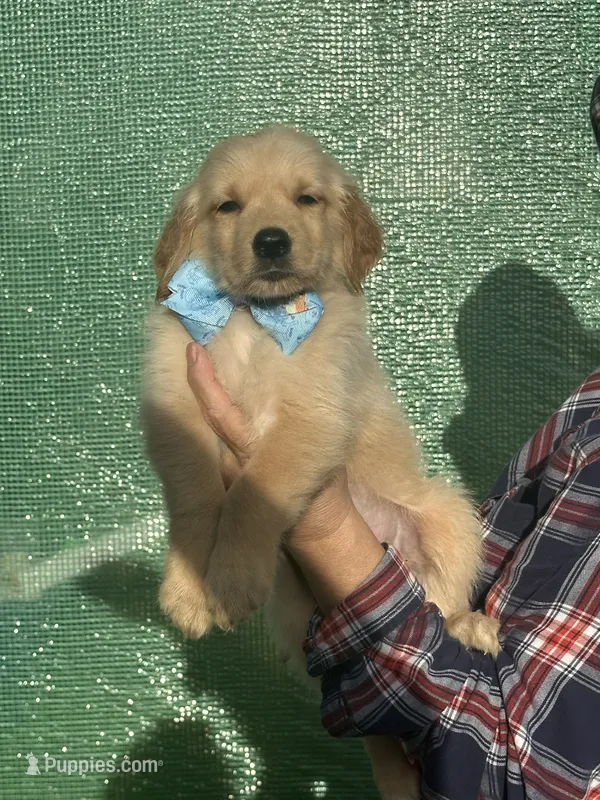 L Mr. Black (Olaf) – Golden Retriever puppy for sale in Tallahassee, FL