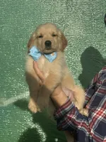 L Mr. Black (Olaf), a male Golden Retriever for sale in Tallahassee, FL – 1 of 7