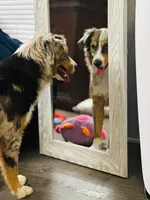 Honey Mae, a female Miniature Australian Shepherd for sale in Tallahassee, FL – 3 of 3
