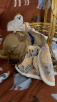 S Mr Royal Blue, a male Golden Retriever for sale in Tallahassee, FL – 2 of 3