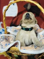 L Mr. Green , a male Golden Retriever for sale in Tallahassee, FL – 2 of 3