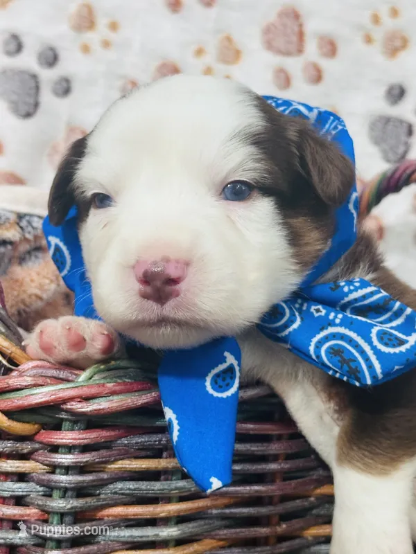 R Mr Green – Miniature Australian Shepherd puppy for sale in Tallahassee, FL