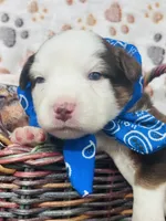 R Mr Green, a male Miniature Australian Shepherd for sale in Tallahassee, FL – 3 of 9