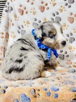 H Mr Grey (formally Brown), a male Miniature Australian Shepherd for sale in Tallahassee, FL – 3 of 8