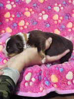 H Miss Brown, a female Miniature Australian Shepherd for sale in Tallahassee, FL – 3 of 3