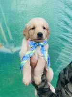 S Mr Light Blue, a male Golden Retriever for sale in Tallahassee, FL – 3 of 10