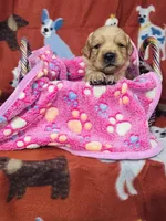 S Miss Purple, a female Golden Retriever for sale in Tallahassee, FL – 2 of 3