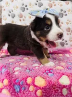 H Miss Brown, a female Miniature Australian Shepherd for sale in Tallahassee, FL – 4 of 9