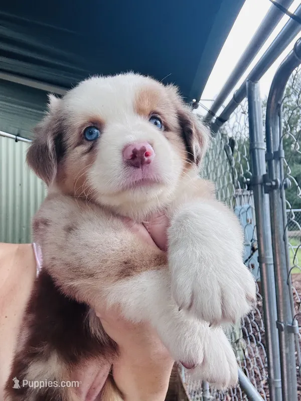 R Miss Pink – Miniature Australian Shepherd puppy for sale in Tallahassee, FL