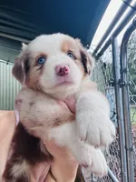R Miss Pink, a female Miniature Australian Shepherd for sale in Tallahassee, FL – 1 of 10