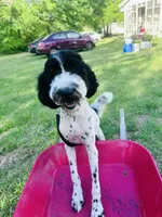 Leif The Parti Poodle, a male Poodle - Standard  for sale in Tallahassee, FL – 3 of 3