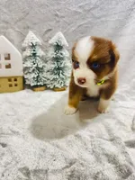 R Mr Green, a male Miniature Australian Shepherd for sale in Tallahassee, FL – Photo 1 of 2