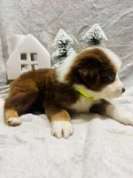 R Mr Green, a male Miniature Australian Shepherd for sale in Tallahassee, FL – Photo 2 of 2